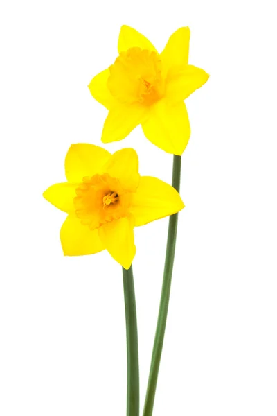 Mooie Twee Narcissus Een Witte Achtergrond — Stockfoto