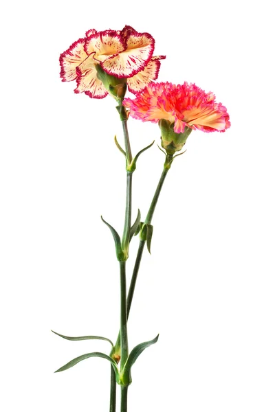 Beautiful Fresh Carnation White Background — Stock Photo, Image