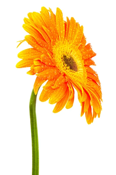 Oranžová Gerbera — Stock fotografie