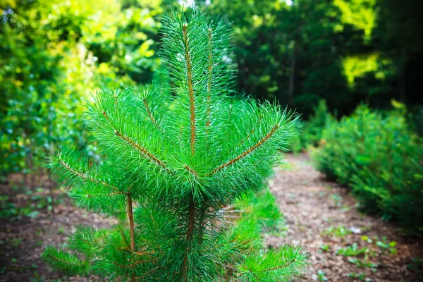 Prachtige Groene Pijnboom Het Forest — Stockfoto