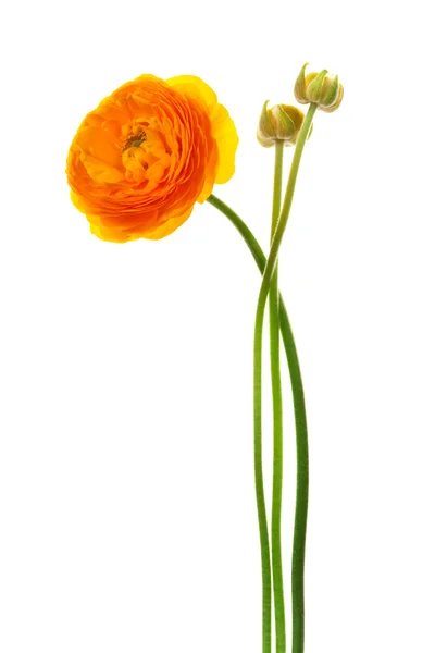 Krásné Oranžové Gerber Bílém Pozadí — Stock fotografie