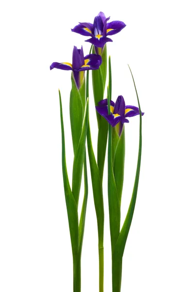 Tre lila iris — Stockfoto