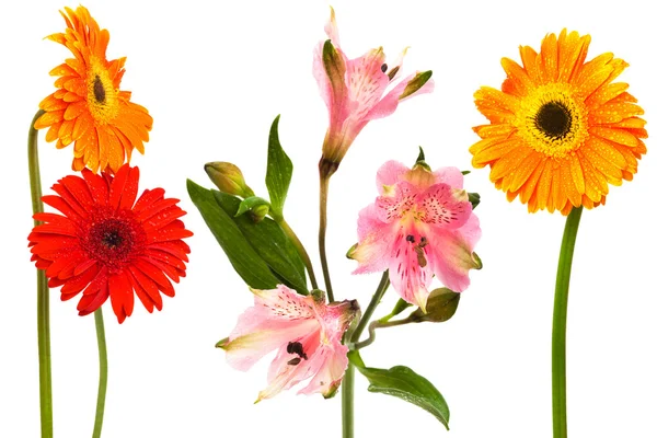 Vackra Friskhet Blommor Vit Bakgrund — Stockfoto