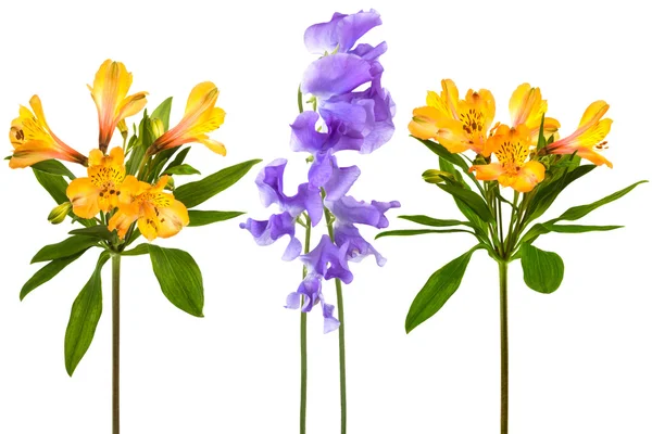 Frescura Flores — Fotografia de Stock