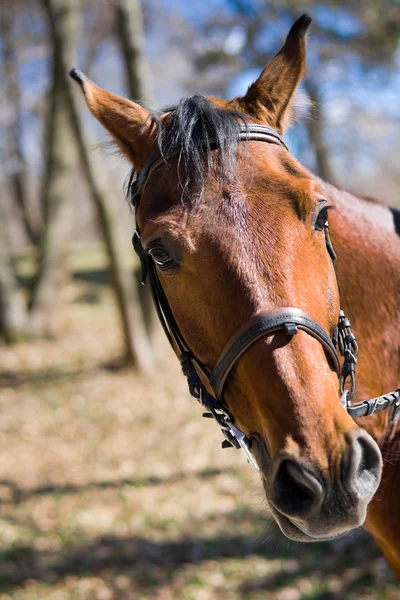 Красивий гоночний кінь — стокове фото