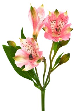 alstroemeria