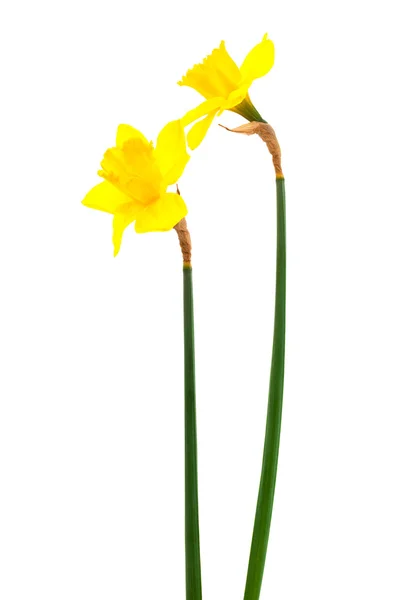 Mooie Twee Narcissus Een Witte Achtergrond — Stockfoto