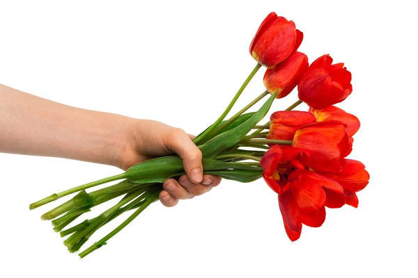 stock image Tulips in a hand