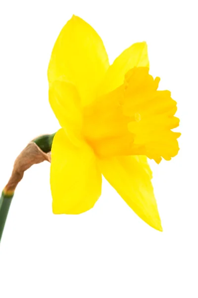 Mooie Gele Narcis Een Witte Achtergrond — Stockfoto