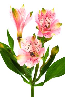 Beyaz arka planda güzel pembe alstroemeria