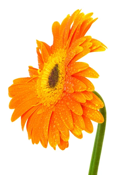美しいオレンジ色のガーバー — ストック写真