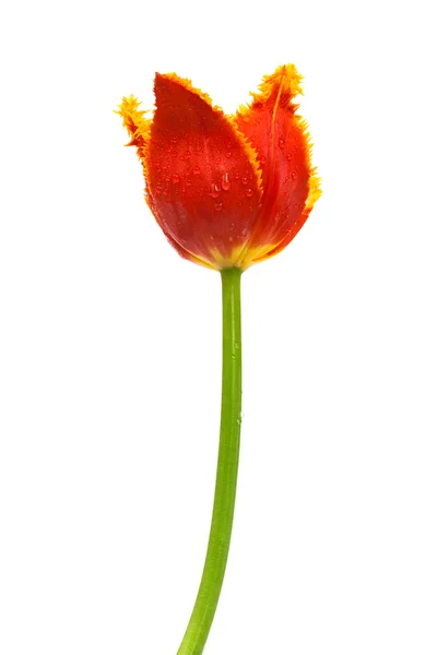 Piękny Czerwony Tulipan Białym Tle — Zdjęcie stockowe