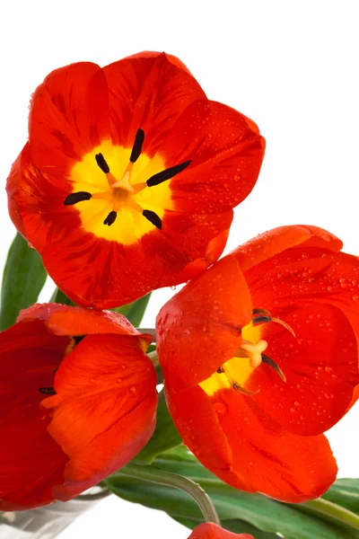 Hermosos Tulipanes Rojos Sobre Fondo Blanco —  Fotos de Stock