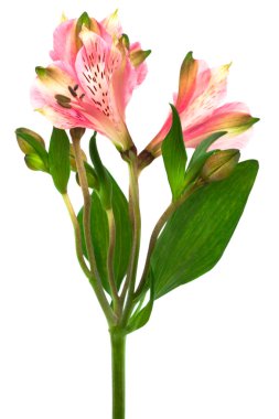 Beyaz arka planda güzel pembe alstroemeria