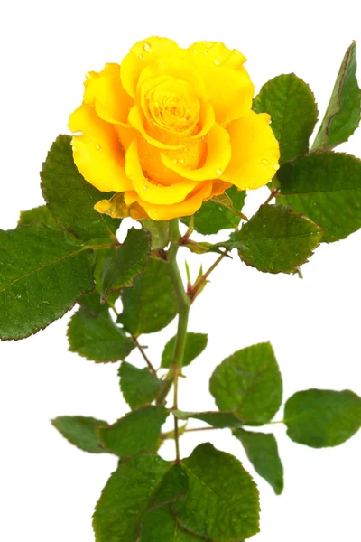 Rose jaune — Photo