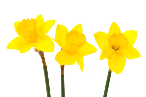 Três daffodil — Fotografia de Stock