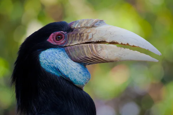 Beautiful hornbill — Stock Photo, Image