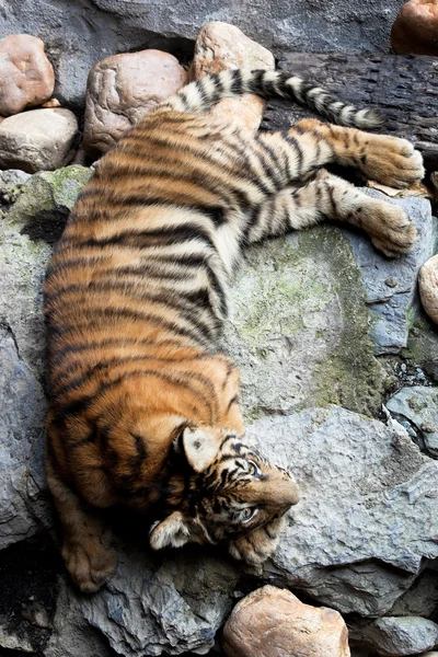 Cachorro de tigre — Foto de Stock