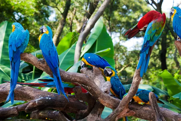 Piękne papugi — Zdjęcie stockowe
