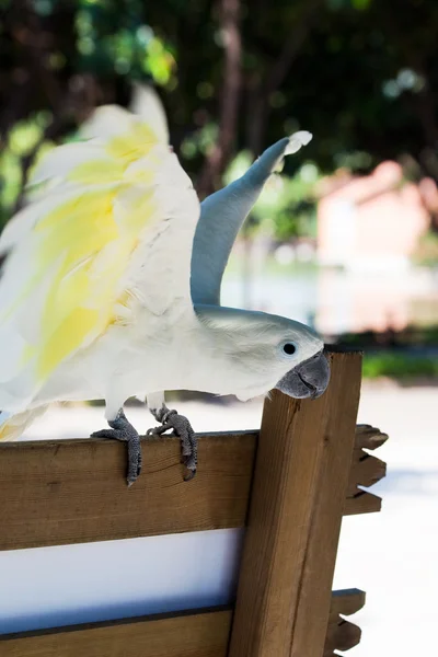 Papagaio branco bonito — Fotografia de Stock
