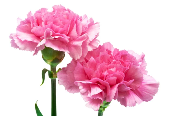 两个粉红色的康乃馨 — 图库照片