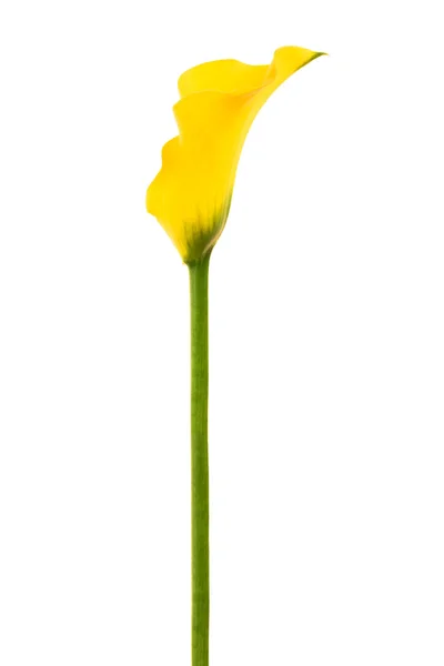 Żółty calla — Zdjęcie stockowe