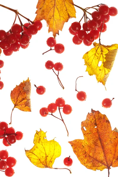 stock image Viburnum and yellow leaves