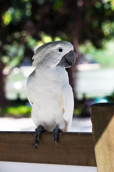 Weißer Papagei — Stockfoto