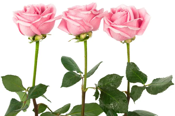 Mooie drie rozen — Stok fotoğraf