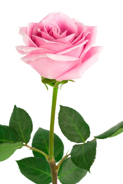 Einzelne rosa Rose — Stockfoto