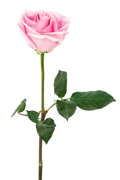 Single rose — Stock Photo, Image