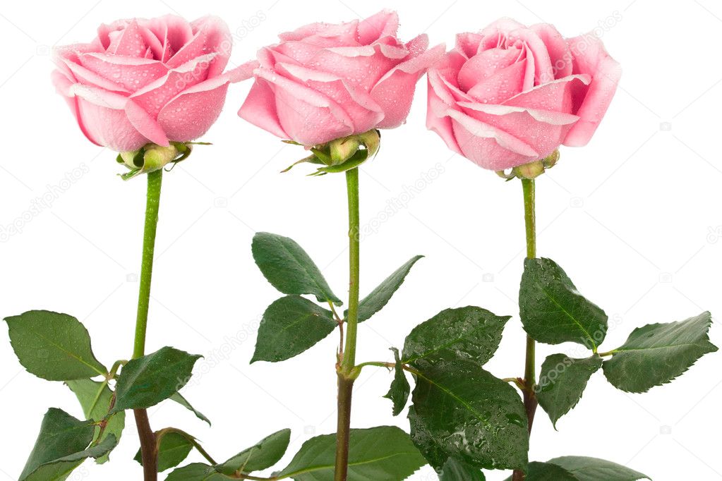 Beautiful three roses