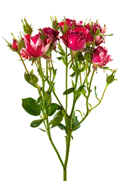 Branch of roses — Stock Photo, Image