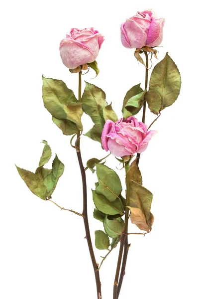 Trzy suche róże — Zdjęcie stockowe