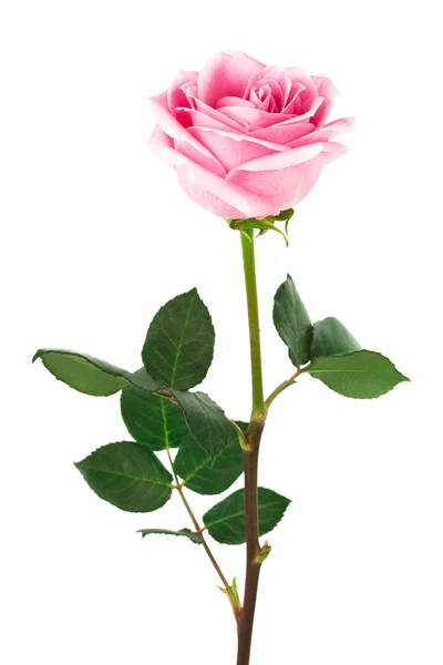 Rose simple — Photo