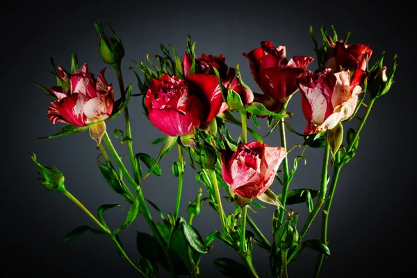 Roses close up — Stock Photo, Image