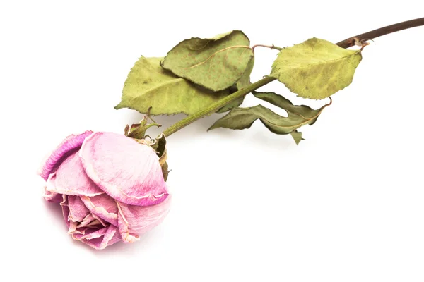 Una rosa secca — Foto Stock