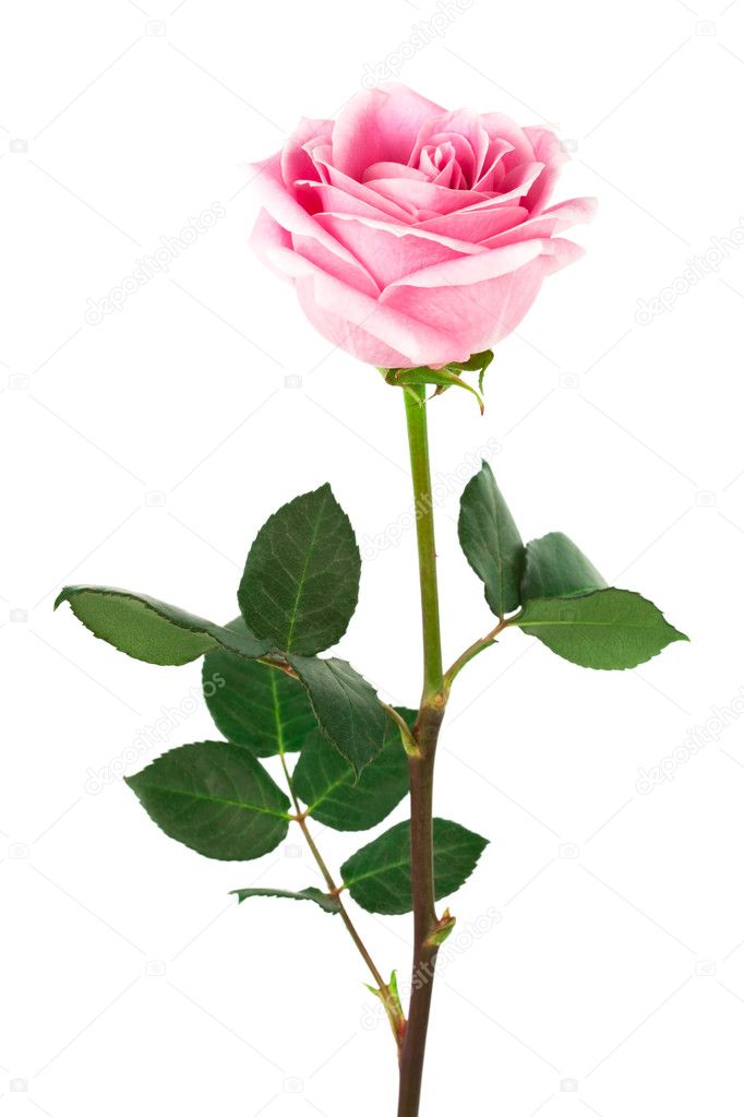 Images Of Single Roses
