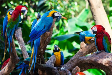 Group parrots clipart