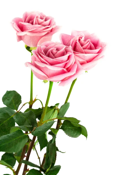 Trzy róże — Zdjęcie stockowe