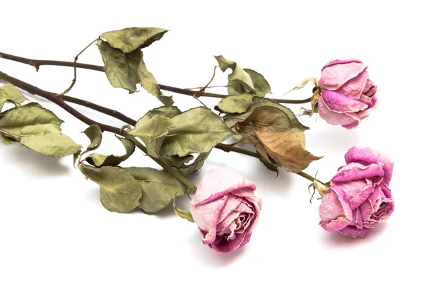 stock image Three dry roses