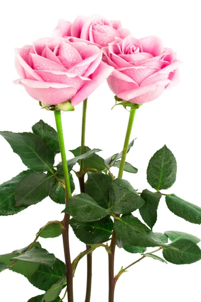 아름 다운 장미 — 스톡 사진