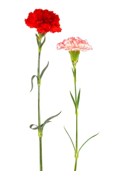 Two fresh carnation — Stock Photo, Image