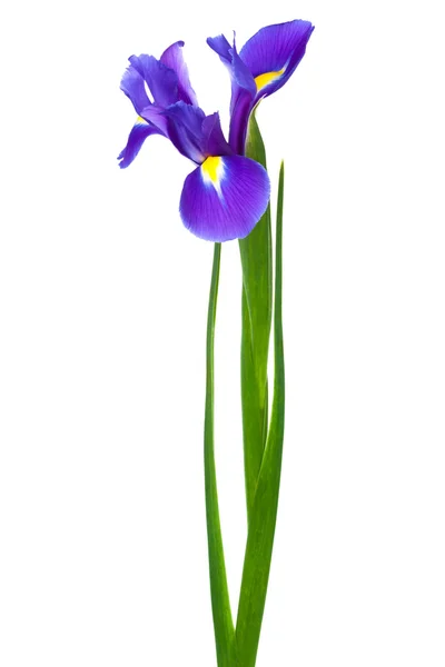 Freshness iris — Stock Photo, Image