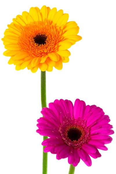 Žlutá a růžová Gerbera — Stock fotografie