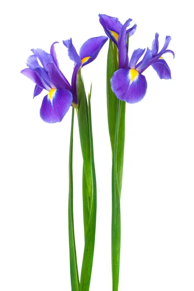 Két lila iris — Stock Fotó