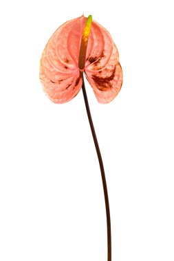 Tropical flower anthurium clipart