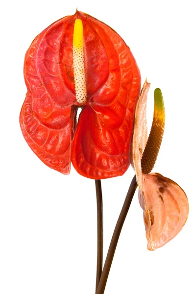 stock image Two anthurium