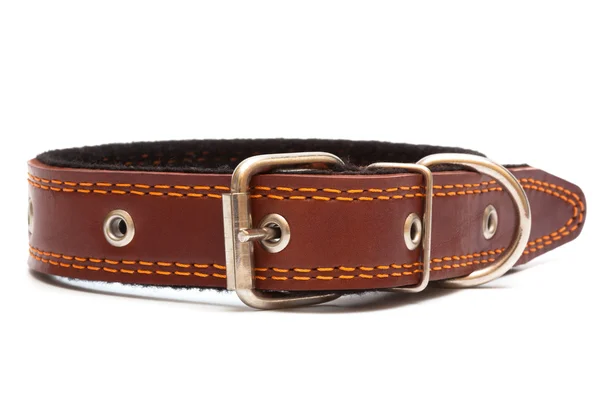 Leather dog collar — Stock Photo, Image