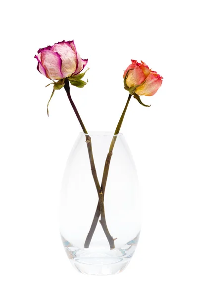 Duas de rosas secas — Fotografia de Stock